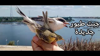 الشحيم _ أشهر الطيور المهاجرة في مصر .