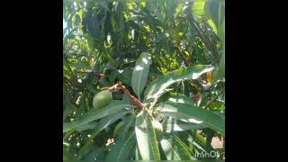 Ingantacchen Maganin Matsalar Basur Kowane Iri