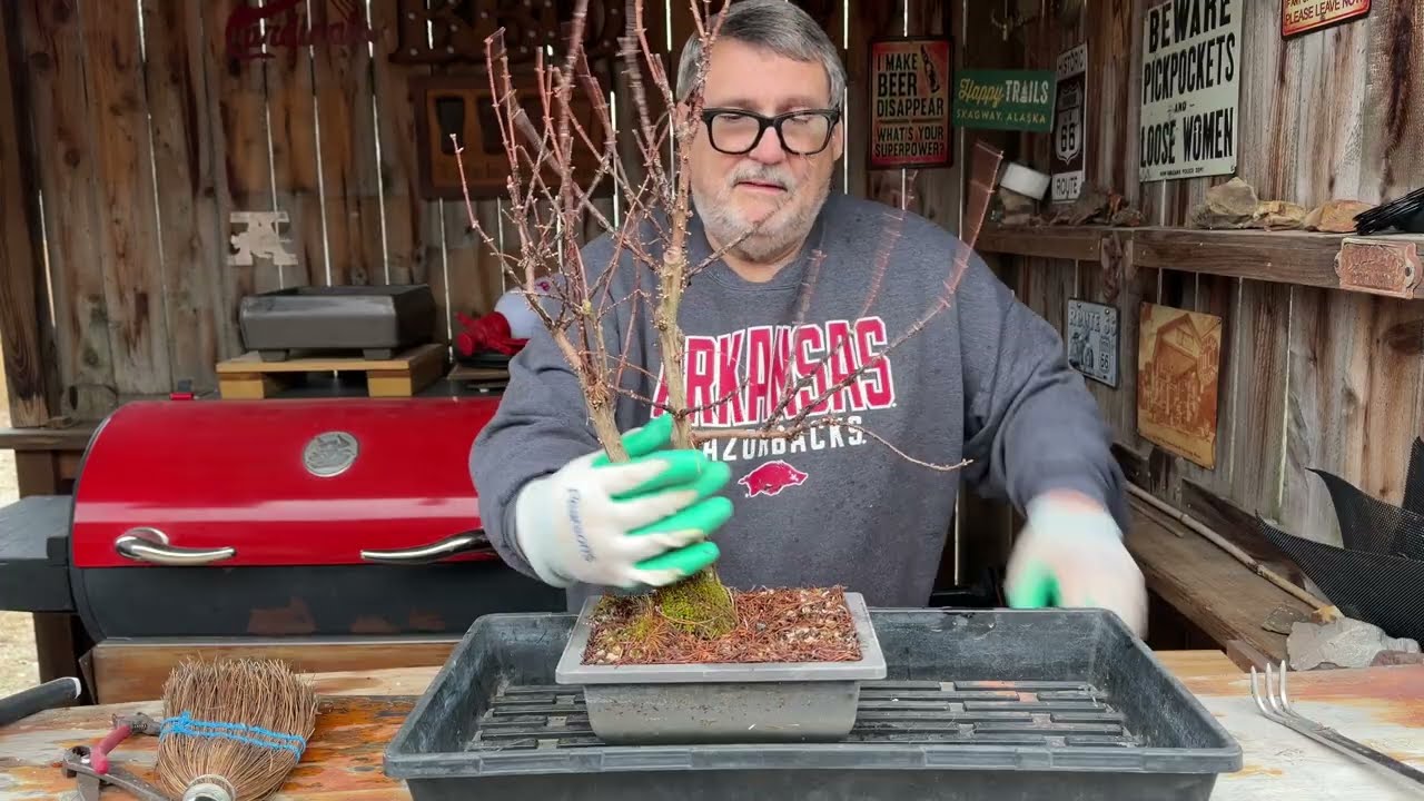 Repotting  3 Dawn Redwoods 