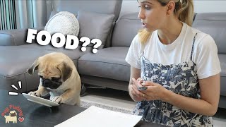 Eating INVISIBLE food with my dog (Can a Pug eat?)