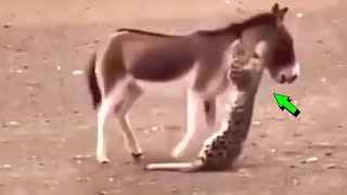 Burro Contra Leopardo de las Nieves, COMBATES MORTALES