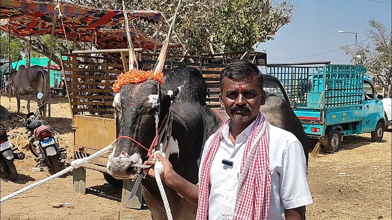 Huge bull from KR Pete in Bebi cattle fair!