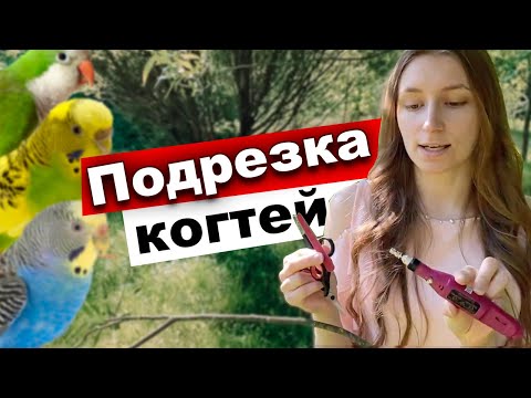 Video: Kuinka Leikata Papukaijan Nokka