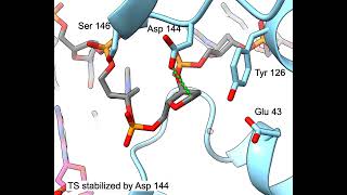 MutY (Ser146) mechanism