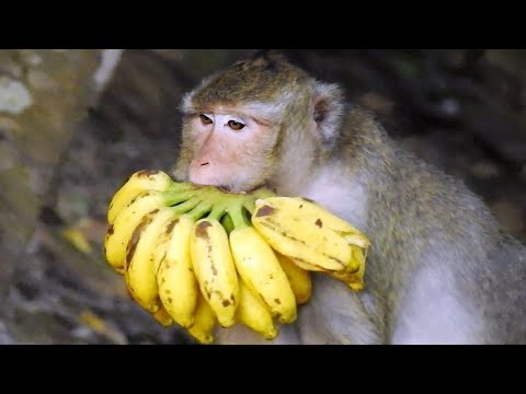 Benarkah Monyet suka dengan Pisang ? ini Fakta Sebenarnya