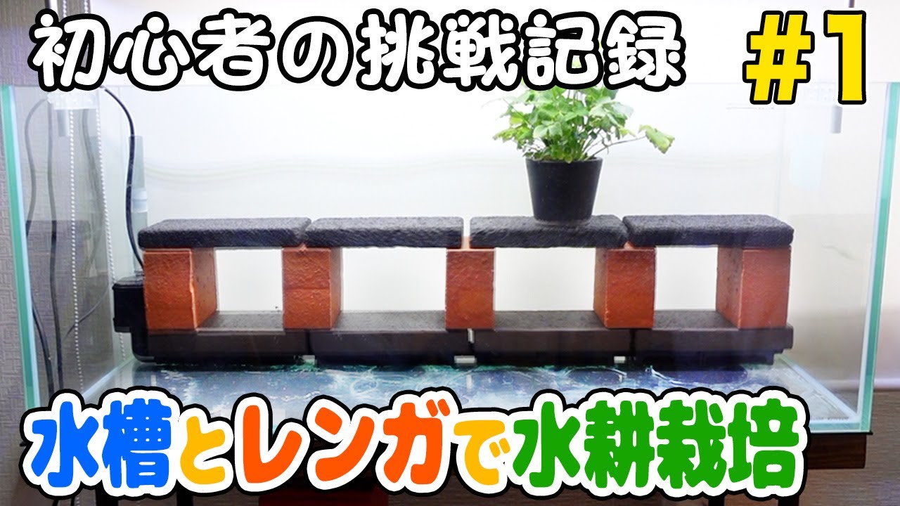 水槽とレンガで水耕栽培。バクテリアでろ過する水の流れを作る