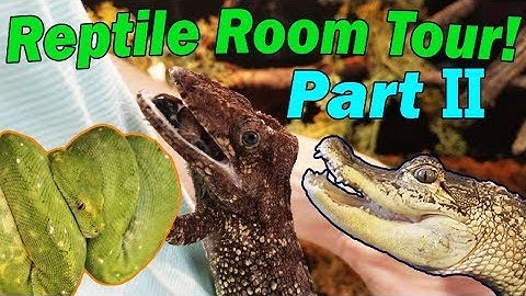 2018 REPTILE ROOM TOUR- Part 2!