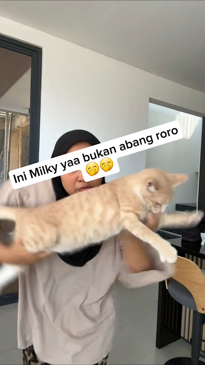 Ini versi milky 🤭 #foryou #pororo #imut #cat #shorts #kucinglucu