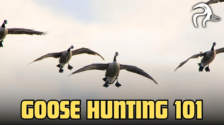 Goose Hunting 101