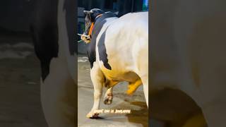 Giant Holstein Friesian Cow for Season 2024 Sadeeq Agro