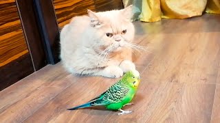 Как волнистый попугайчик заигрывает с котом