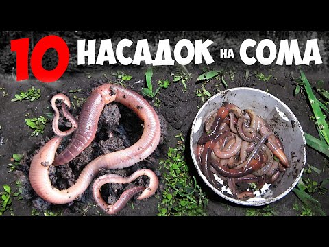 10 ЛУЧШИХ НАЖИВОК для ЛОВЛИ СОМА