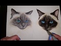 Cosmo and leo pet portrait painting by halie french