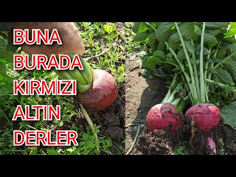 Video: Turp. Yetiştirme ve bakım