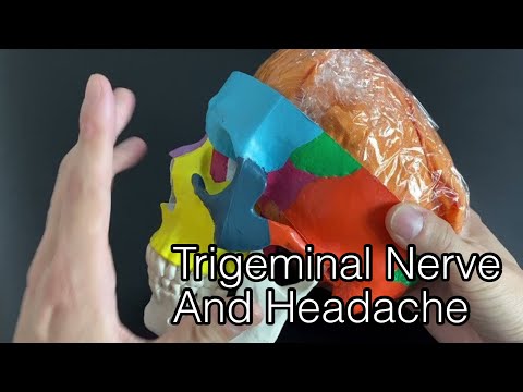 Dura mater และเส้นประสาท trigeminal สำหรับอาการปวดหัว (ภาษาอังกฤษ)