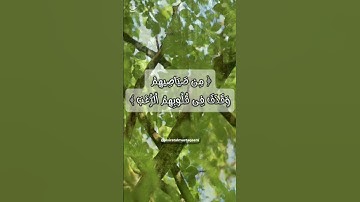 لحظات طمأنينة 🌿 قرآن كريم بصوت الشيخ بدر التركي