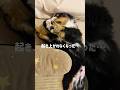生後51日目のバーニーズ🐾起き上がれなくなって見守った結果…