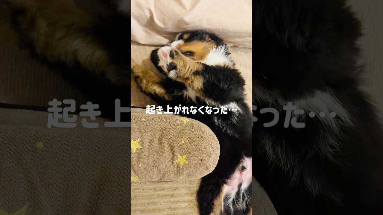 生後51日目のバーニーズ🐾起き上がれなくなって見守った結果…
