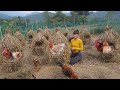 Build nest system for chicken to lay eggs  use bamboo tree and rice straw build chicken coop