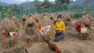 Build Nest System For Chicken To Lay Eggs  Use Bamboo Tree and Rice Straw Build Chicken Coop