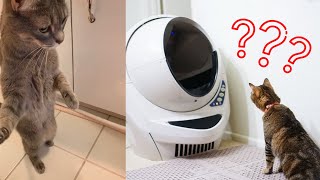 Cat confused with self-cleaning litter box