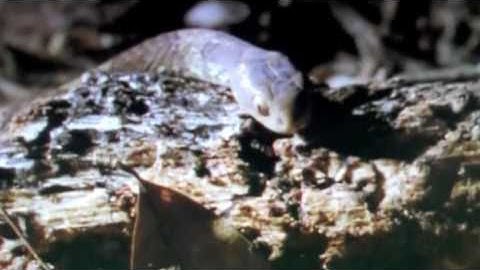 Deep Space Network / Zenn La / Reptile