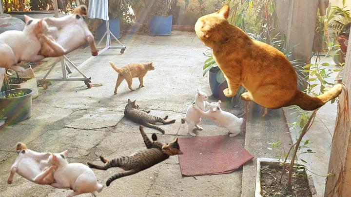 Video 1306441: cat baby kitten playing, girl cat kitten, cat kitten snow, cat kitten white, kitten japanese, funny cat, cat cute funny