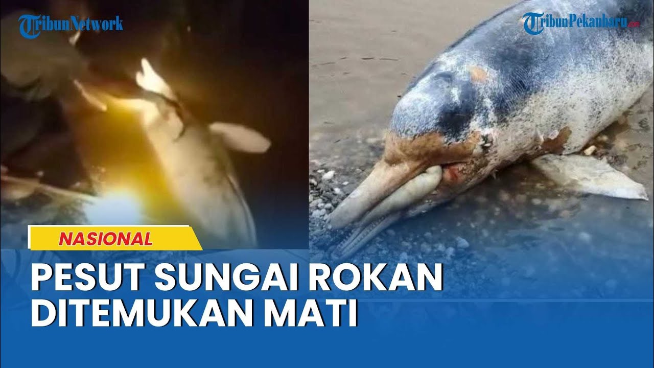Usai Viral, Pesut Sungai Rokan Ditemukan Mati