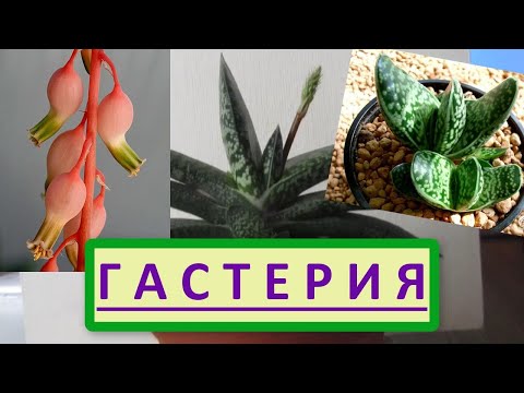 Бейне: Гастерия