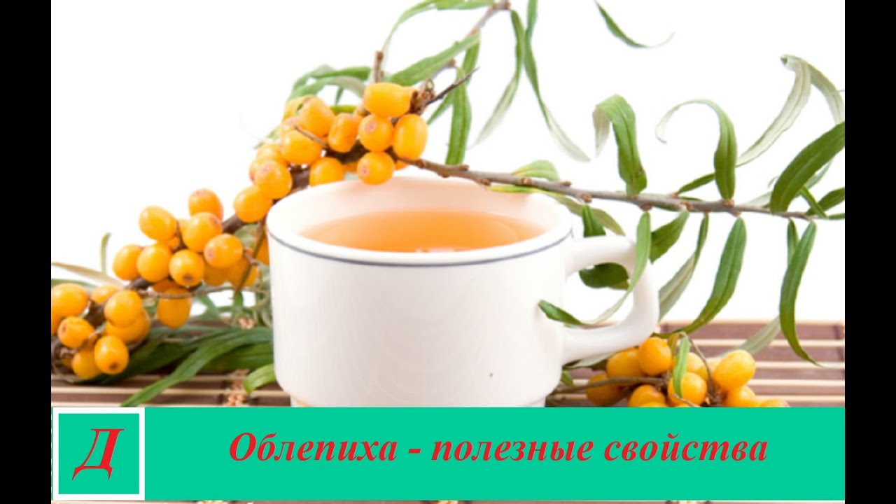 Облепиха — полезные свойства и противопоказания масла облепихи и ягод, польза и вред для здоровья Облепиха — полезные свойства и противопоказания масла облепихи и ягод, польза и вред для здоровья