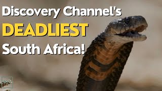 Full Discovery Channel Documentary Marathon: Deadliest South Africa screenshot 4