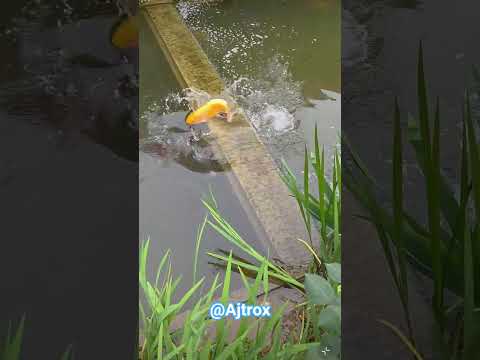 🔥 विशाल सुनहरी मछली का जबरदस्त जंप | Amazing Fish Jumping Out of Water 🐟 #ajtrox