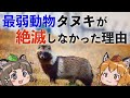 【よわよわ】最弱動物タヌキはなぜ絶滅しなかったのか？