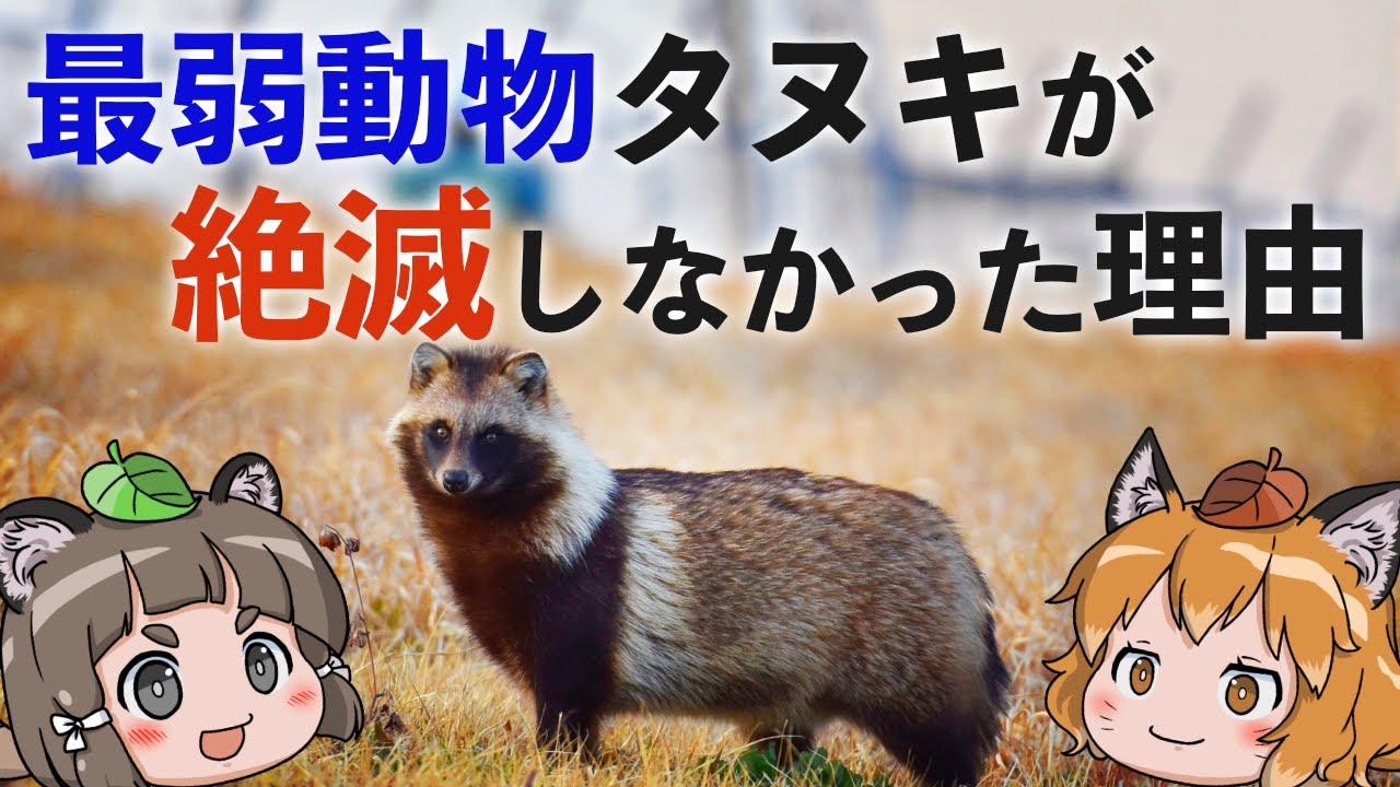 Weak] Why hasn't the weakest animal, the raccoon dog, become