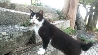 トコトコ歩いてきたハチワレ猫、屋根から降りてきたチャトラ猫、夕方の猫の集会が始まります。
