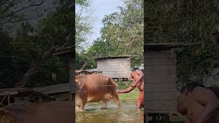 Papa logot goru ga dhuwa lu goi 😊 #assam #viral #shorts