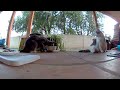 #catshorts #eating #catsofyoutube