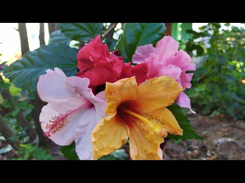 ENXERTO DE HIBISCO! (aprenda a adicionar várias cores de flor de hibisco em um único pé)