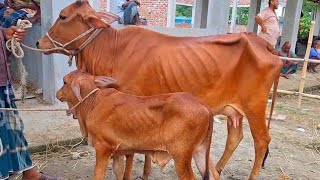 @আজ July 6, 2025|বাছুর সহ গাভী গরুর দাম | gavi goru dam | | রানীগঞ্জ হাট |দিনাজপুর