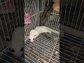 Cute Sugar Glider সুগার গ্লাইডার
