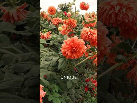 قهوه ماراگشا یکی از کمیاب ترین قهوه های دنیا شرکت قهوه قهوه