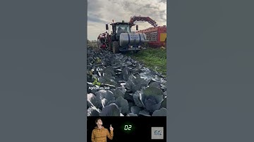 Farmers Are Shocked by This Smart Conveyor Belt System Machine for Vegetable Transport!