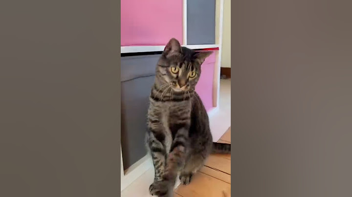 Il mio cane YUKO fa una SORPRESA alle GATTINE!🤭🎁😻 #dog #cane #dogs #cat #gatti #surprise