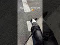 #ocd #bullterrier always walking the white line & will push you aside if you get in her way😂#dogs