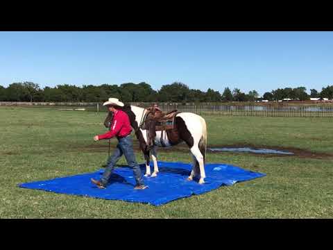 Rocky- Mozaun McKibben Performance & Versatility Horses