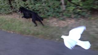 Pigeon and Belgian Shepherd fly together : )