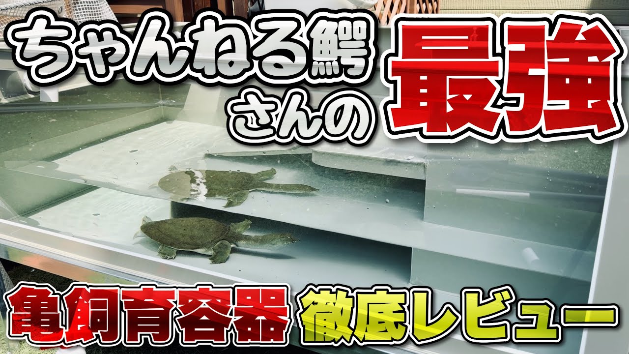 【ちゃんねる鰐】最強生き物系Youtuberの最強カメ容器をガチレビュー！良いところ悪いところ解説します！【亀飼育】