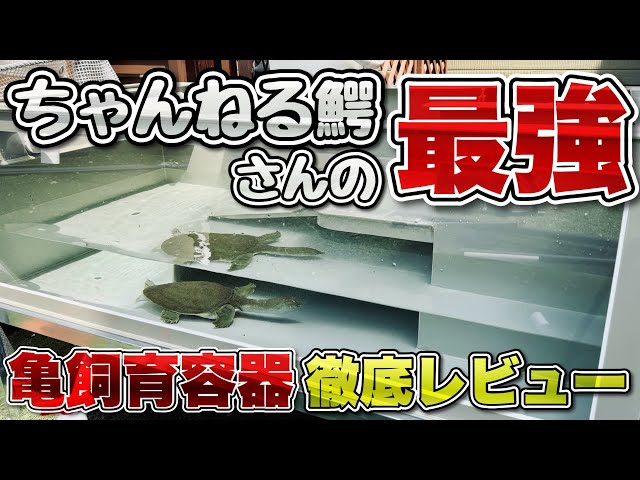 Channel Crocodile] A serious review of the ultimate turtle