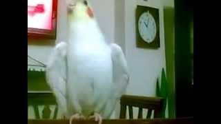 Sultan Papağanı Sesi Cockatiel