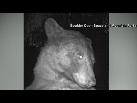 Bear takes 400 selfies on trail cam in Colorado